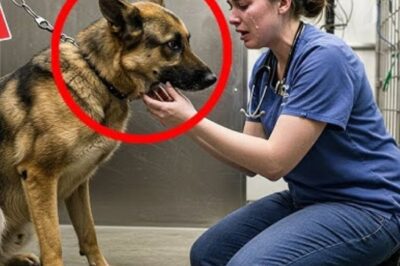 Un berger allemand qui a vécu dans un laboratoire pendant des années a finalement quelqu’un qui veut l’adopter – mais un incident déchirant lui est arrivé.