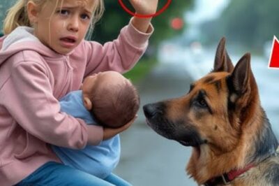 Tout le monde passait devant une fille en pleurs à l’arrêt de bus… Jusqu’à ce qu’un berger allemand change tout pour toujours !