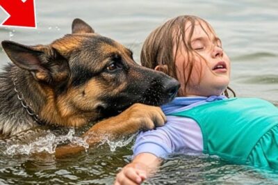 Un chien sauve une fille de la noyade : ce qu’elle fait ensuite est incroyable !