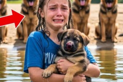 Après avoir sauvé un chiot, une fille est encerclée par une meute — et ce qu’ils font est incroyable