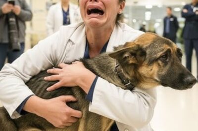 Elle l’a sauvé quand il était un chiot – Des années plus tard, il l’a reconnue… Et puis quelque chose de déchirant s’est produit