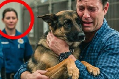 Le berger allemand du refuge se tient à l’écart de tous, sauf d’un. Mais soudain, une terrible catastrophe se produit.