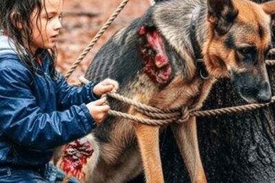 Un orphelin sauve un chien dans les bois – ignorant sa véritable identité, les résultats choquent tout le monde