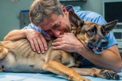 Le chien a été frappé à la tête par son maître, le laissant presque sans vie. Son petit corps s’affaiblissait peu à peu, son visage était devenu méconnaissable. Mais malgré toutes les difficultés, il refusait d’abandonner.