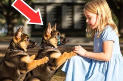 Deux chiots implorent une petite fille de les aider – Ce qui se passe ensuite fait pleurer le monde