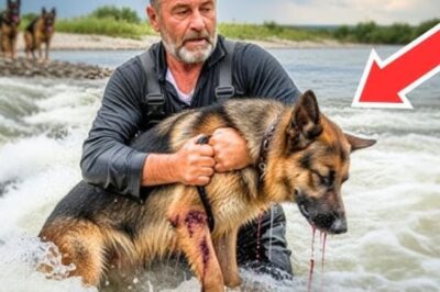 Un homme sort un chien mourant de la rivière, mais ce qu’il a fait après avoir été secouru laisse tout le monde stupéfait !