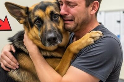 Le chien mourant a serré son maître dans ses bras une dernière fois… Mais ce que le vétérinaire a découvert a surpris tout le monde !