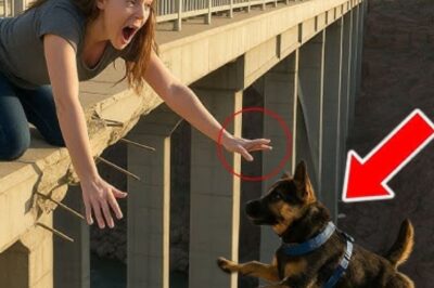 Un berger allemand saute d’un pont – jusqu’à ce que quelque chose d’incroyable se produise