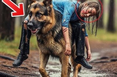 Un chien K9 parcourt 75 kilomètres en transportant une fillette blessée — Ce que le chien révèle a ébranlé le pays