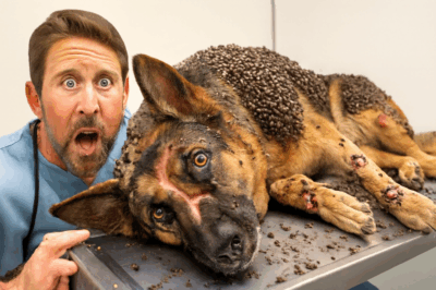 Un chien errant couvert de milliers de tiques : ce que le vétérinaire a découvert va vous faire frissonner !