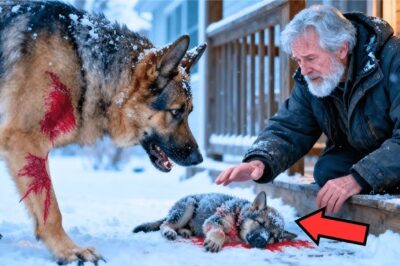 Une chienne désespérée amène son chiot mourant à un vieux policier… Ce qui se passe ensuite fait pleurer tout le monde !