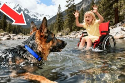 Un homme pousse sa fille en fauteuil roulant dans l’eau – L’action du chien devient virale