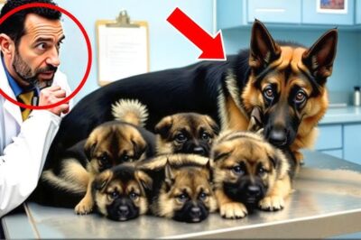 Une chienne donne naissance à 7 « chiots » – Puis le vétérinaire panique lorsqu’elle découvre qu’il ne s’agit PAS de chiots…