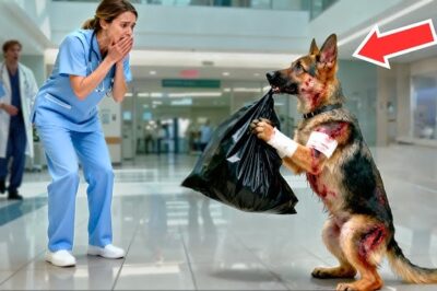 Un chiot traîne un sac noir jusqu’à l’hôpital… Ce que le docteur trouve à l’intérieur laisse tout le monde stupéfait !