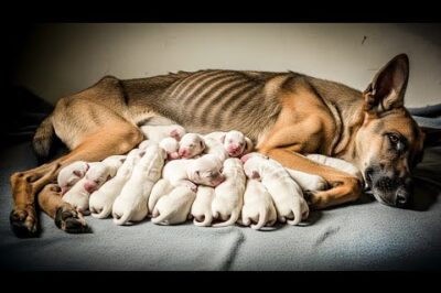 Un sans-abri sauve un chien étrange d’une benne à ordures. 3 jours plus tard, une GROSSE surprise l’attend !