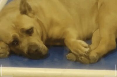 Il cane dagli occhi più tristi: la storia di Rosa, fatta di attesa, speranza e amore invisibile