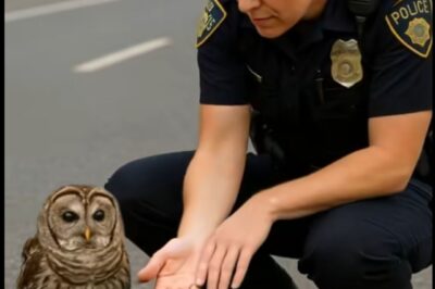 Una piccola civetta bloccò la strada… e mostrò agli agenti qualcosa che lasciò tutti senza fiato.