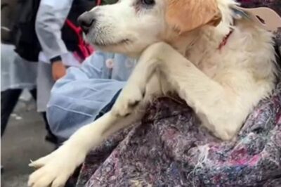 Un cane in piedi sulle zampe posteriori è stato salvato da un’alluvione