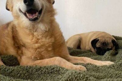 Il cane anziano era emozionato di trovare la sua casa per sempre e di sentire il calore del suo padrone