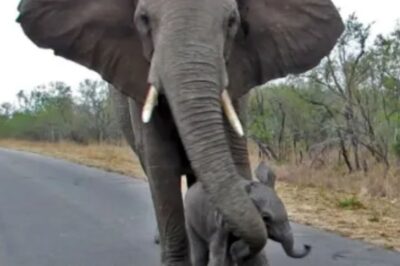 La mamma elefante ha cercato di proteggere il suo cucciolo tenendolo lontano dai turisti