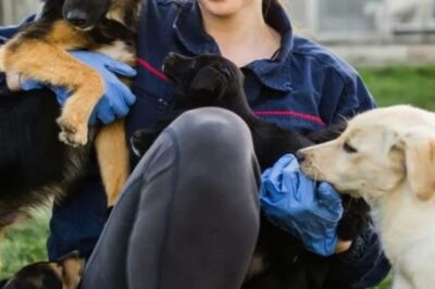 O me o il cane»: L’ultimatum straziante che mio marito mi ha dato dopo che ho adottato un cane terminale dal canile!