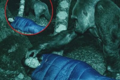 Une femme qui étudie les gorilles reçoit un visiteur inattendu la nuit, et ce qui se passe ensuite est incroyable.