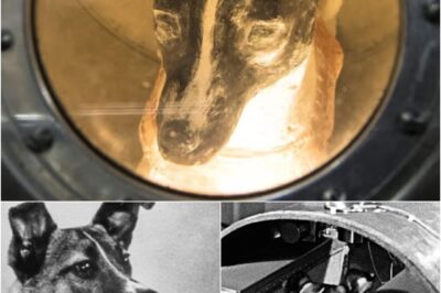 “Prima in orbita, senza mai più tornare: la tragica storia di Laika”