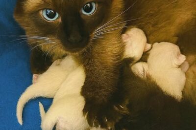 Madre per Scelta, non per Sangue: La Cagnolina Sterile che Adottò Tre Gattini Abbandonati