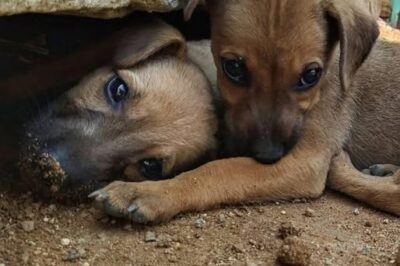 Deux chiens étaient coincés sous les décombres et ce qui s’est passé ensuite a fait pleurer les gens.
