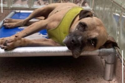 Un cane con il cuore spezzato si ritrova di nuovo in un rifugio dopo la morte del suo padrone