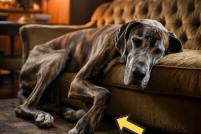 Il Canto Spezzato di Ethel: La Storia dell’Alano che ha Imparato di Nuovo a Vivere Dopo l’Inferno