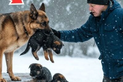 Un homme ouvre la porte à un berger allemand gelé et ses chiots—ce qui suit va vous stupéfier !