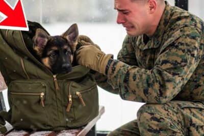 Un berger allemand retrouvé dans un sac à dos à un arrêt de bus… La note qui a ému les gens aux larmes