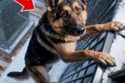 Un homme jette son berger allemand du 14e étage : la suite est incroyable.