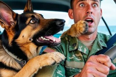 Un marine américain monte dans un camion, un berger allemand l’avertit de se taire – une raison qui choque tout le monde.