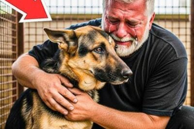 Après 7 ans, un homme retrouve son berger allemand volé… et ce qui se passe ensuite vous laissera le cœur brisé !