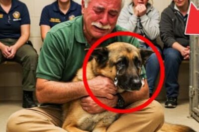 Le chien K9 a reconnu l’homme qui se tenait devant lui et s’est mis à pleurer. La suite a choqué tout le monde.