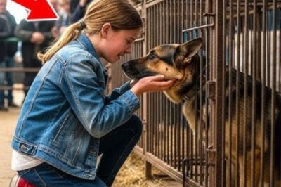 UN BERGER ALLEMAND DE 25 ANS REFUSE DE MANGER JUSQU’À CE QU’IL ENTENDE UNE VOIX FAMILIÈRE