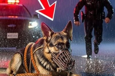 Un chien errant paralysé se traîne en suppliant qu’on l’aide — ce qu’il fait ensuite fait pleurer tout le monde !