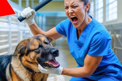 Un berger allemand a été BATTU par un employé d’un refuge… Ce qu’il a fait ensuite va vous EFFRAYER