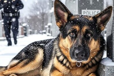 Un policier a retrouvé un chien canin en pleurs sur la tombe de son maître après des années de disparition — La vérité l’a choqué