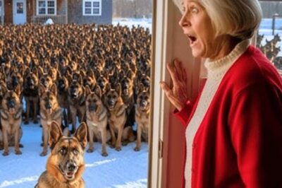 Une veuve âgée abrite 20 chiens gelés. Le lendemain matin, 1 000 chiens se rassemblent devant sa porte.