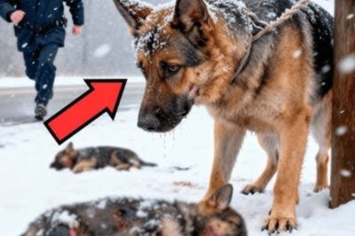 Un policier a trouvé un chien attaché dans la neige — mais ce qu’il a vu ensuite l’a fait pleurer !