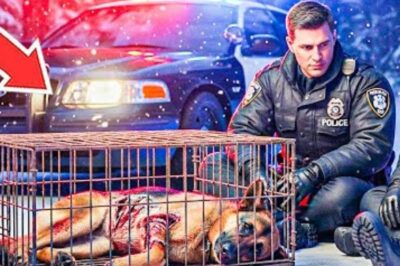 L’ÉPREUVE DE VALOR : Abandonné en cage dans la tempête, le Berger Allemand au passé de soldat a sauvé le policier qui l’a sauvé