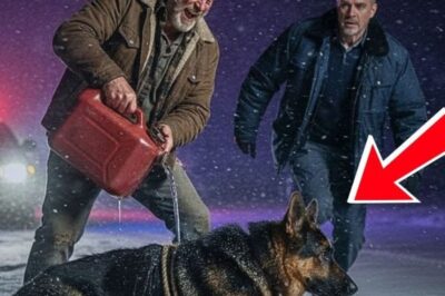Officer Saw a Drunk Man Pouring Gasoline on a Stray German Shepherd—But Realized It Was a Missing K9. Les actions ultérieures du chien ont laissé tout le monde extrêmement surpris.