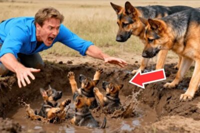 Une chienne supplie un homme de sauver ses chiots d’un gouffre… L’horrible vérité derrière !