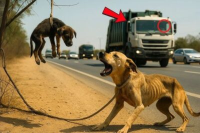 Une chienne pleure en voyant son chiot suspendu dans les airs — Ce qui se passe ensuite vous laissera sans voix.