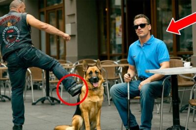 Un motard frappe le Berger Allemand d’un aveugle, sans savoir que c’est un chien K9 !