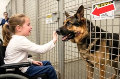Une fille paralysée murmura quelque chose au berger allemand. Ce qu’il fit ensuite révéla l’impensable.