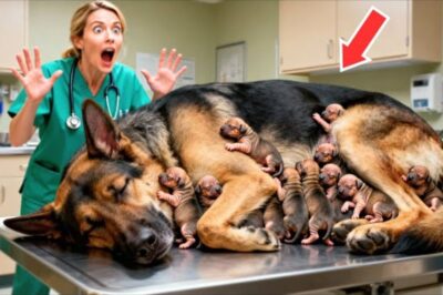 Le vétérinaire est devenu pâle lorsqu’il a vu que la chienne avait donné naissance à quelque chose qui n’était pas un chien. Ce qui s’est passé ensuite a laissé tout le monde stupéfait !